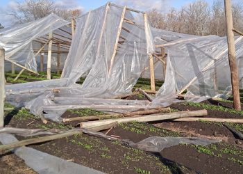 El MGAP declaró emergencia para productores hortícolas de Paysandú y Salto