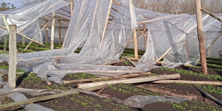 El MGAP declaró emergencia para productores hortícolas de Paysandú y Salto