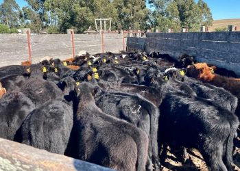 Plaza Rural cumple 21 años haciendo mucho más que negocios ganaderos