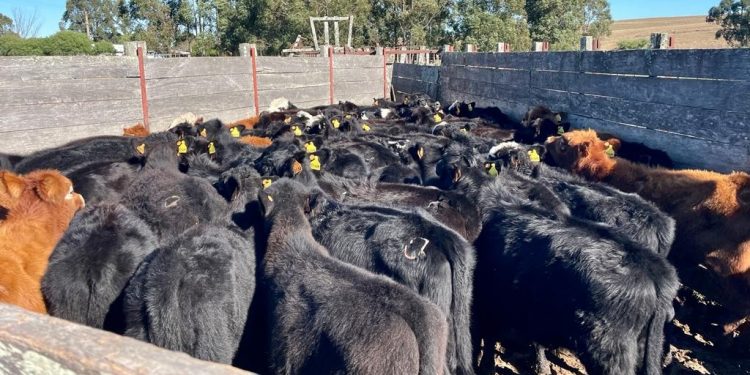 Plaza Rural cumple 21 años haciendo mucho más que negocios ganaderos