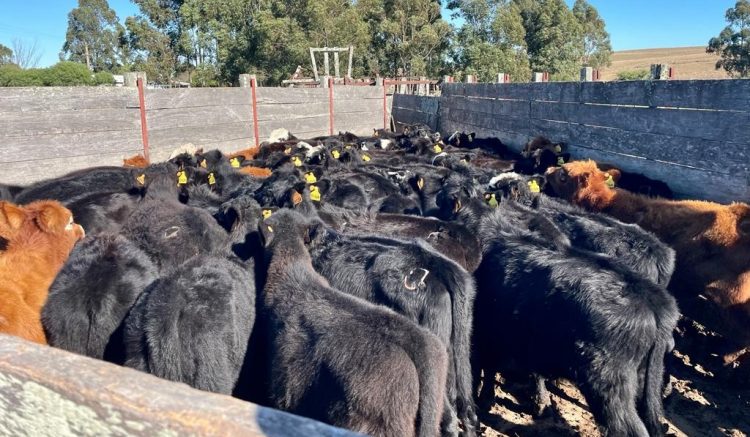 Plaza Rural cumple 21 años haciendo mucho más que negocios ganaderos