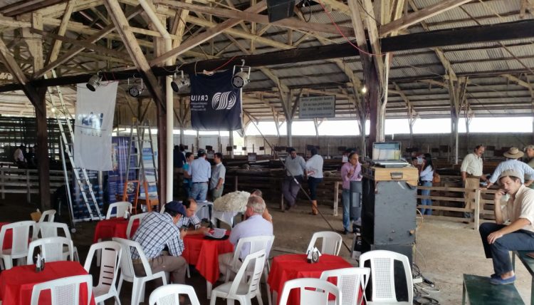 El martes 19 será el lanzamiento de la segunda edición de Crilu