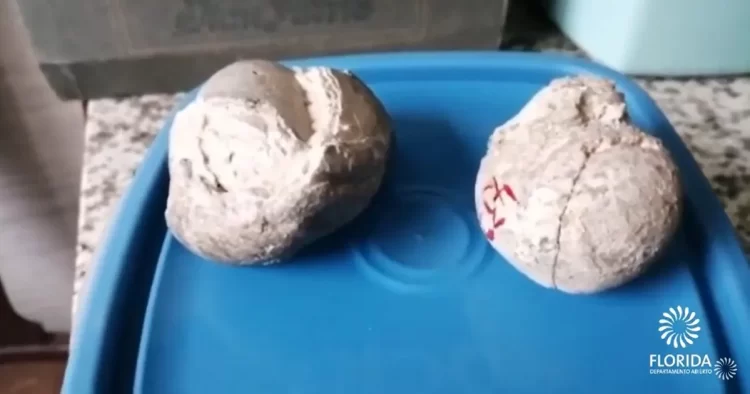 Dos enterolitos de mamífero de hace 15 mil años forman parte del acervo del museo histórico de Florida
