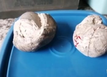 Dos enterolitos de mamífero de hace 15 mil años forman parte del acervo del museo histórico de Florida