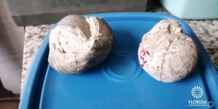 Dos enterolitos de mamífero de hace 15 mil años forman parte del acervo del museo histórico de Florida