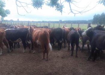 Proponen a Tacuarembó como centro de acción contra la garrapata