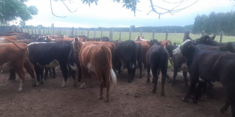 Proponen a Tacuarembó como centro de acción contra la garrapata