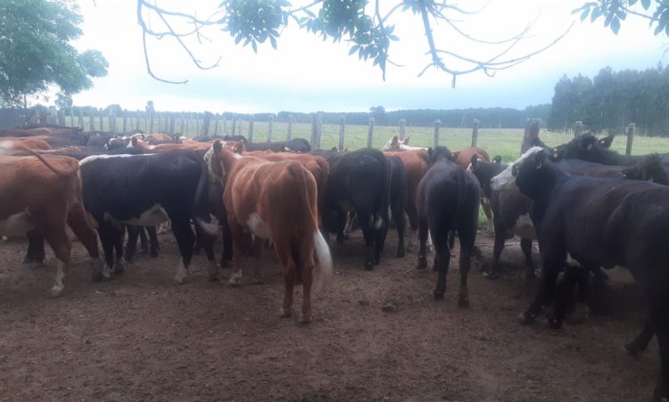 Proponen a Tacuarembó como centro de acción contra la garrapata