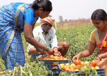 India y su política de precios mínimos de apoyo para la agricultura nacional