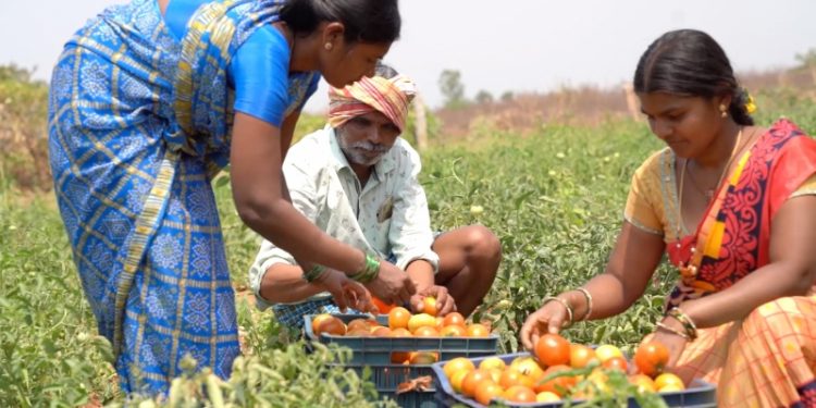India y su política de precios mínimos de apoyo para la agricultura nacional
