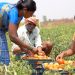 India y su política de precios mínimos de apoyo para la agricultura nacional