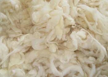 En el mercado internacional de lanas, el nuevo comienzo de zafra tuvo precios a la baja