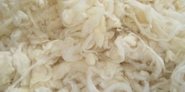 En el mercado internacional de lanas, el nuevo comienzo de zafra tuvo precios a la baja