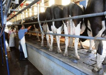 El negocio de la lechería mejoró pero siguen cerrando tambos