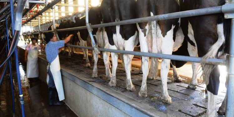 El negocio de la lechería mejoró pero siguen cerrando tambos