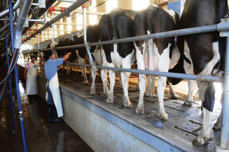 El negocio de la lechería mejoró pero siguen cerrando tambos