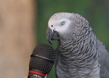 Los loritos sistémicos de la usura