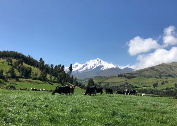 Ecuador: Altos costos de producción provocan paro indígena y se tiran 18 millones de litros de leche