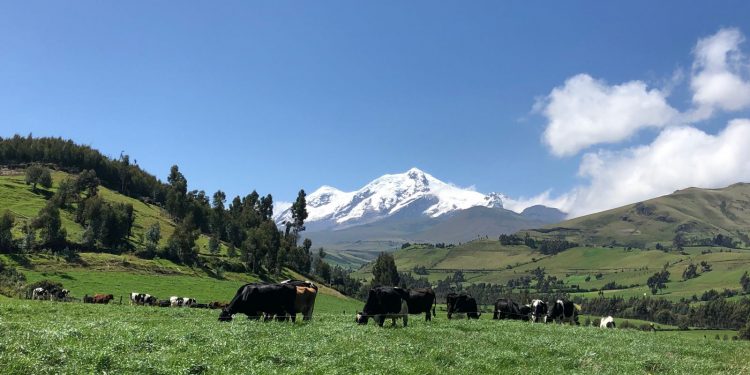 Ecuador: Altos costos de producción provocan paro indígena y se tiran 18 millones de litros de leche