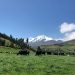 Ecuador: Altos costos de producción provocan paro indígena y se tiran 18 millones de litros de leche