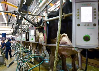 Al año Uruguay produce 2.000 millones de litros de leche y consume per cápita el doble que el resto del mundo