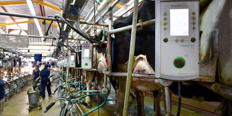 Al año Uruguay produce 2.000 millones de litros de leche y consume per cápita el doble que el resto del mundo