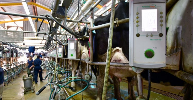 Al año Uruguay produce 2.000 millones de litros de leche y consume per cápita el doble que el resto del mundo