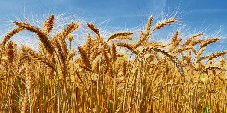 Gonzalo Gutiérrez: El productor debe fijarse un margen de ganancia y aferrarse a él