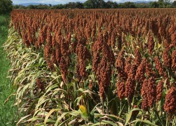 El protocolo para exportar sorgo a China “es una buena noticia”