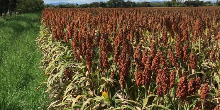 El protocolo para exportar sorgo a China “es una buena noticia”