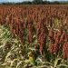 El protocolo para exportar sorgo a China “es una buena noticia”