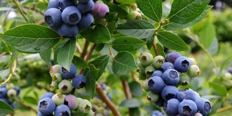 Gorostidi: Los arándanos se deben pensar como producto de exportación