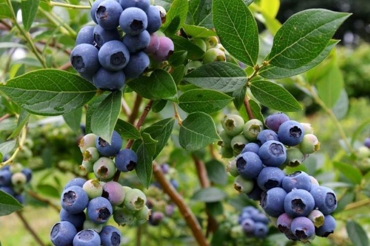 Gorostidi: Los arándanos se deben pensar como producto de exportación