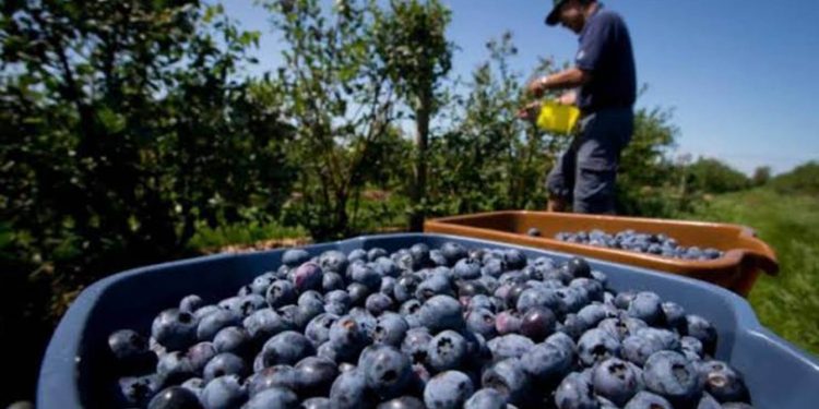 Varios países incrementaron la exportación de arándanos, pero en Uruguay es imposible por la estructura de costos
