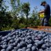 Varios países incrementaron la exportación de arándanos, pero en Uruguay es imposible por la estructura de costos