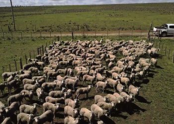 Compartimento ovino, producción diferenciada para mercados de calidad