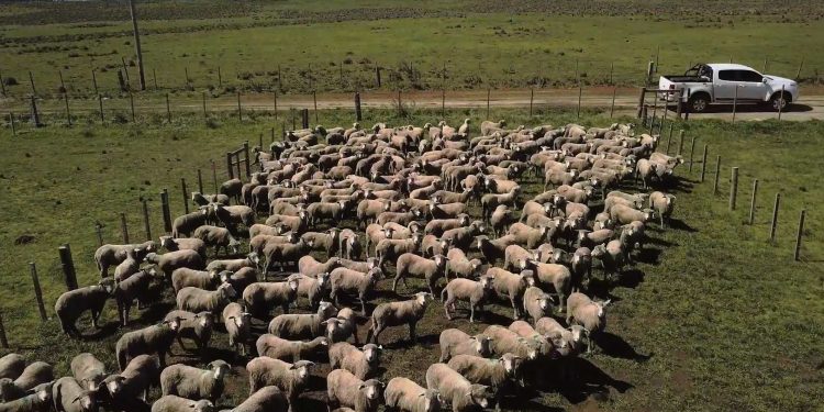 Compartimento ovino, producción diferenciada para mercados de calidad