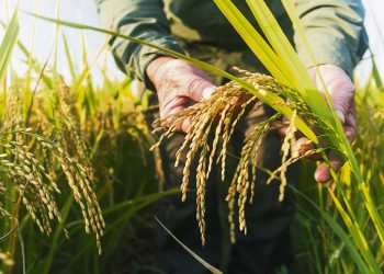 Sumar soja a la rotación, fortalece y estabiliza a los sistemas arroceros