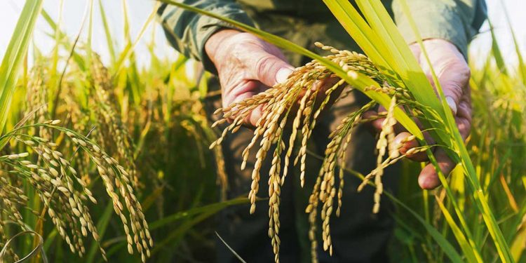 Sumar soja a la rotación, fortalece y estabiliza a los sistemas arroceros