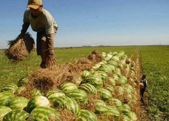 Se avanza en desarrollo hortofrutícola en Rivera