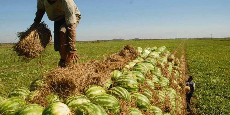 Se avanza en desarrollo hortofrutícola en Rivera