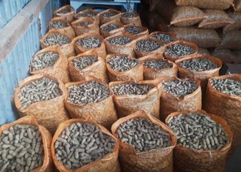 Productores de maní se reunirán en Cerro Largo con el director de la Granja