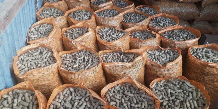 Productores de maní se reunirán en Cerro Largo con el director de la Granja