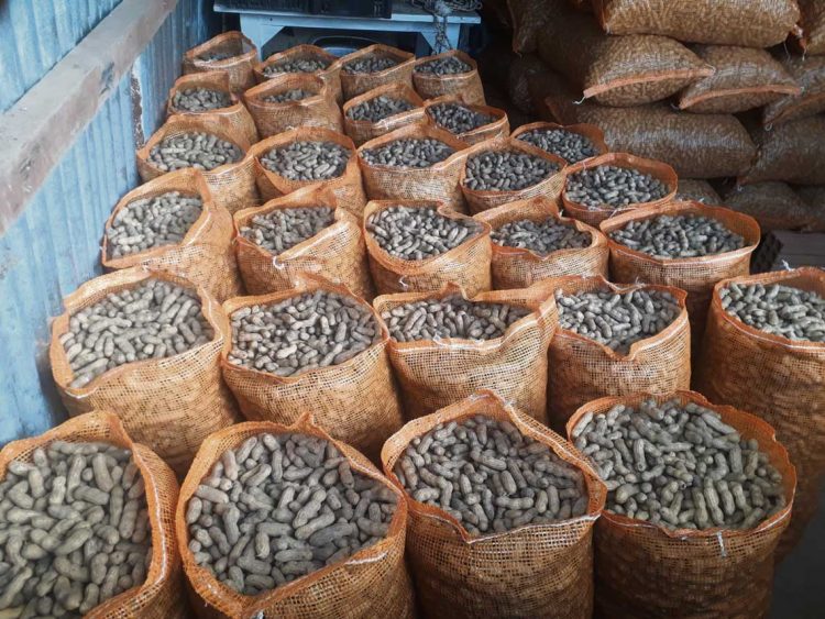 Productores de maní se reunirán en Cerro Largo con el director de la Granja