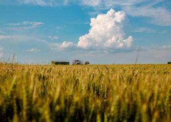 La FAO informó caída de los precios de los cereales