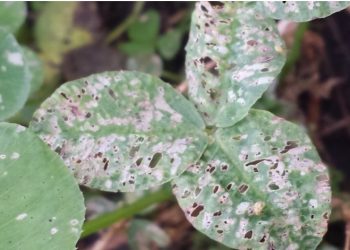 INIA detectó pulguilla en pasturas y realizó recomendaciones