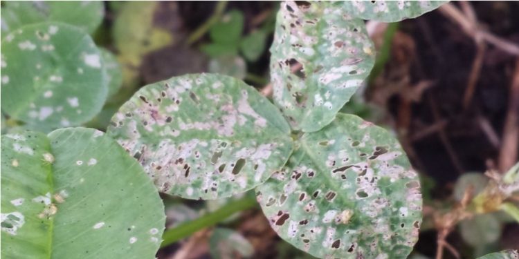 INIA detectó pulguilla en pasturas y realizó recomendaciones