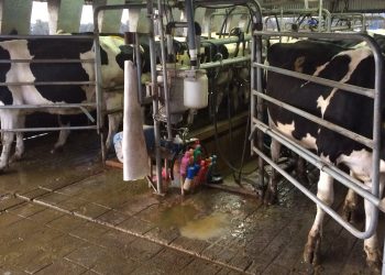 A pesar de los precios internacionales y los costos de producción, los tambos Crea aumentaron su producción