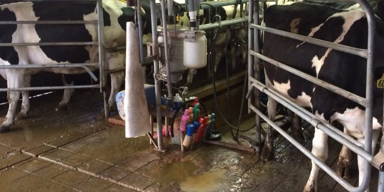 A pesar de los precios internacionales y los costos de producción, los tambos Crea aumentaron su producción