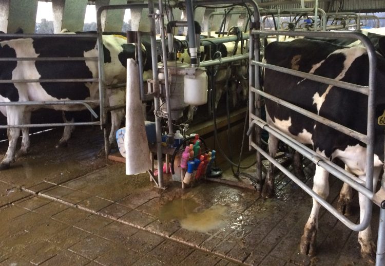 A pesar de los precios internacionales y los costos de producción, los tambos Crea aumentaron su producción